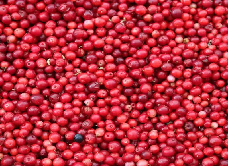 Exploring the Tangy and Nutritious World of Cranberries